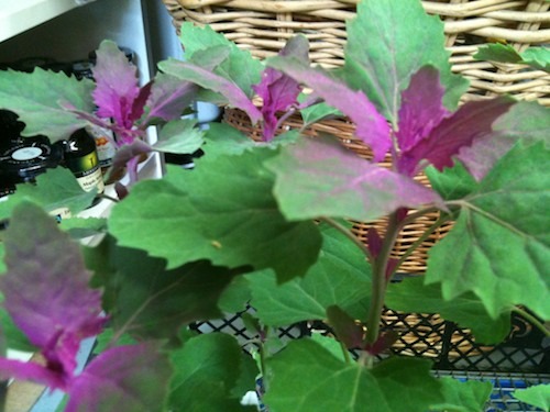 Bruton_wholefoods_081