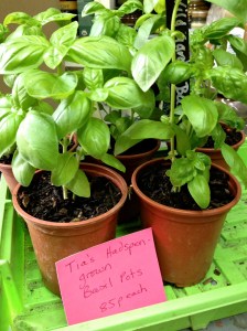 Plant it on and grow your own basil